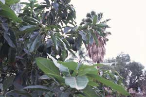 Avocado Tree