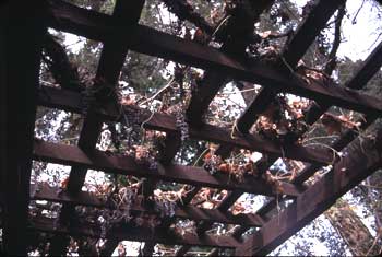 Grape Arbor